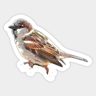 House Sparrow Sticker